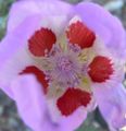 Eremalche rotundifolia "Desert five-spot"