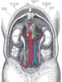 The relations of the viscera and large vessels of the abdomen (posterior view).