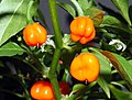 Habanero chili (C. chinense Jacquin)- plant with flower and fruit