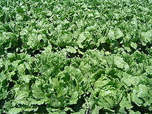 A field of bright green heads of lettuce.
