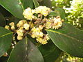 Laurus azorica - Blüten