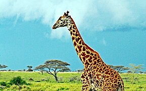 Masai giraffe in Serengeti National Park, Tanzania