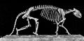 Skelett von Phenacodus resartus