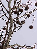 Single seed ball per stem: similar to P. occidentalis, not found in all clones