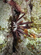 Brown H. mamillatus at the Red Sea