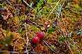 Cranberries and sundews on peat moss