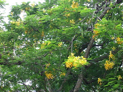 Delonix regia var. Flavida (yellow poinciana)