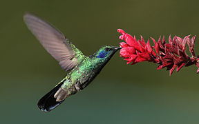 A humming bird licking for nectar