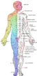 Dermatomes and cutaneous nerves