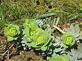 Euphorbia myrsinites opening