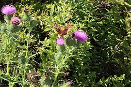 Bull thistle with great spangled fritillary