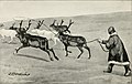 A reindeer herd in Kolguyev Island in 1895.