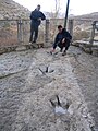 Dinosaur footprints in Enciso