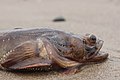 Humming toadfish (Porichthys notatus) found in subtidal zones[47]