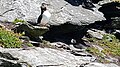 Puffins at Skellig Michael