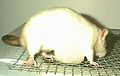 A pet rat with a mammary cyst