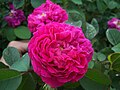 ‘Rose de Rescht’, 1840