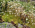 Irish saxifrage (Saxifraga rosacea)
