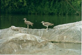 Pair of great stone-curlews