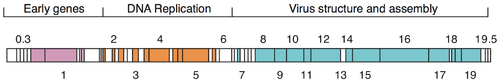 Schematische Ansicht des Genoms eines T7-Phagen. Die Abschnitte entsprechen Genen und sind mit der Gen-Nummer gekennzeichnet. Die Farben kodieren die dargestellten drei Funktionsgruppen, weiße Kästchen sind Gene mit unbekannter Funktion oder ohne Annotation. Modifiziert nach Häuser et al. 2012.[13]