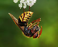 Wasp with prey (Featured Picture)