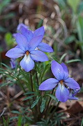 Flowers of Viola pedata