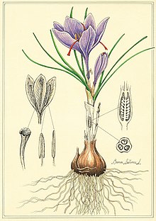 Botanical illustration of crocus sativus including vertical and crosssection of ovary