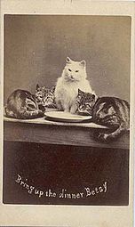 An early cat macro by British portrait photographer Harry Pointer, c.1870s.