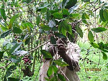 Coffee harvesting in Uganda