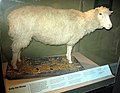 Image 125Dolly the sheep is the first mammal to be cloned from an adult somatic cell. (from 1990s)