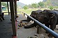 Feeding an elephant in a tailor-made shelter
