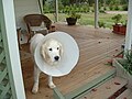 A golden retriever with what appears to be an Elizabethan collar