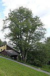 Kirschbaum (Prunus avium)