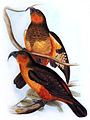 Nestor productus John Gould: The birds of Australia, vol. 5 pl. 6