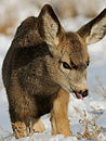 A mule deer fawn in the snow.