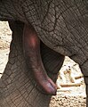 Raphe penis an der Unterseite des Penis eines asiatischen Elefanten (Elephas maximus)