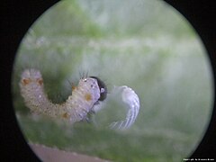 Larva eating its own eggshell