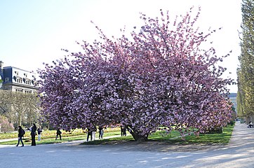 Prunus serrulata 'Kanzan', or Japanese cherry tree