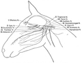 The cranial nerves in the horse