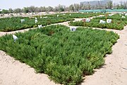 Salicornia research plots at ICBA.
