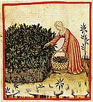 Sage cultivation, 14th-century manuscript