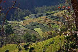 Terraced rice farming in Nepal.