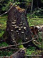 Image 45Fungus Climacocystis borealis on a tree stump in the Białowieża Forest, one of the last largely intact primeval forests in Central Europe (from Old-growth forest)