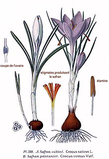 Illustration of two crocus species from 1891