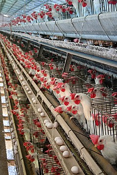 Three long rows of wire cages stacked on top of each other. Each cage contains multiple white chickens with red combs and wattles. Most chickens are poking their heads through the wire, allowing them to reach a long trough . Below the trough is a shelf onto which eggs have rolled from inside the cages. There is very little room between each chickens.