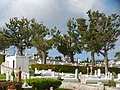 Bermuda cedars (Juniperus bermudiana) in the cemetery of St. John's Church (Church of England), Pembroke, Bermuda 2016
