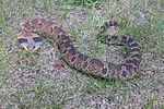 Eastern hog-nosed snake (Heterodon platirhinos)