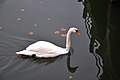 Mute swan swimming at lake Orestiada