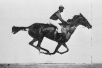 Animated GIF of a photographic sequence shot by Eadweard Muybridge in 1887. He recorded movies before there was a proper way to replay the material in motion. Some of his books are still published today, and are used as references by artists, animators, and students of animal and human movement. Featured on Portal:Film.