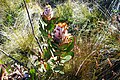 Protea speciosa